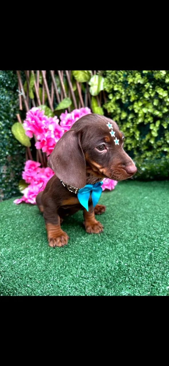 Dachshund Miniatura (chocolate) - Foto 3