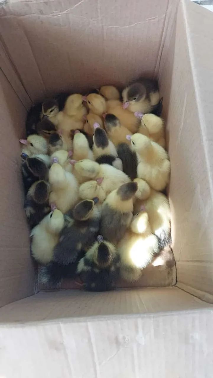 Patos e marrecos de varias idades 