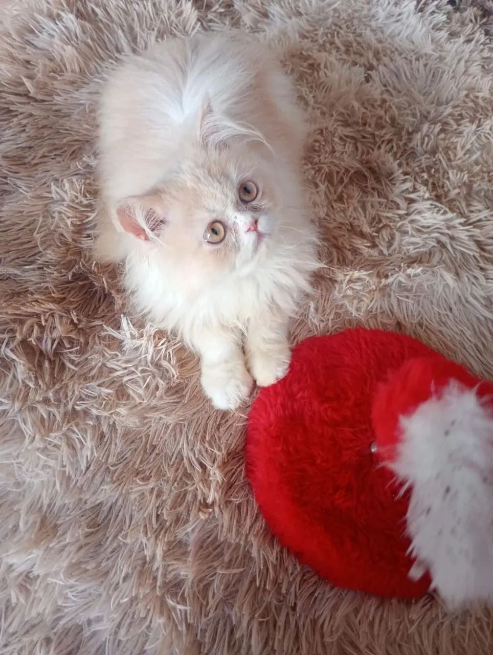 Gatinho persa 