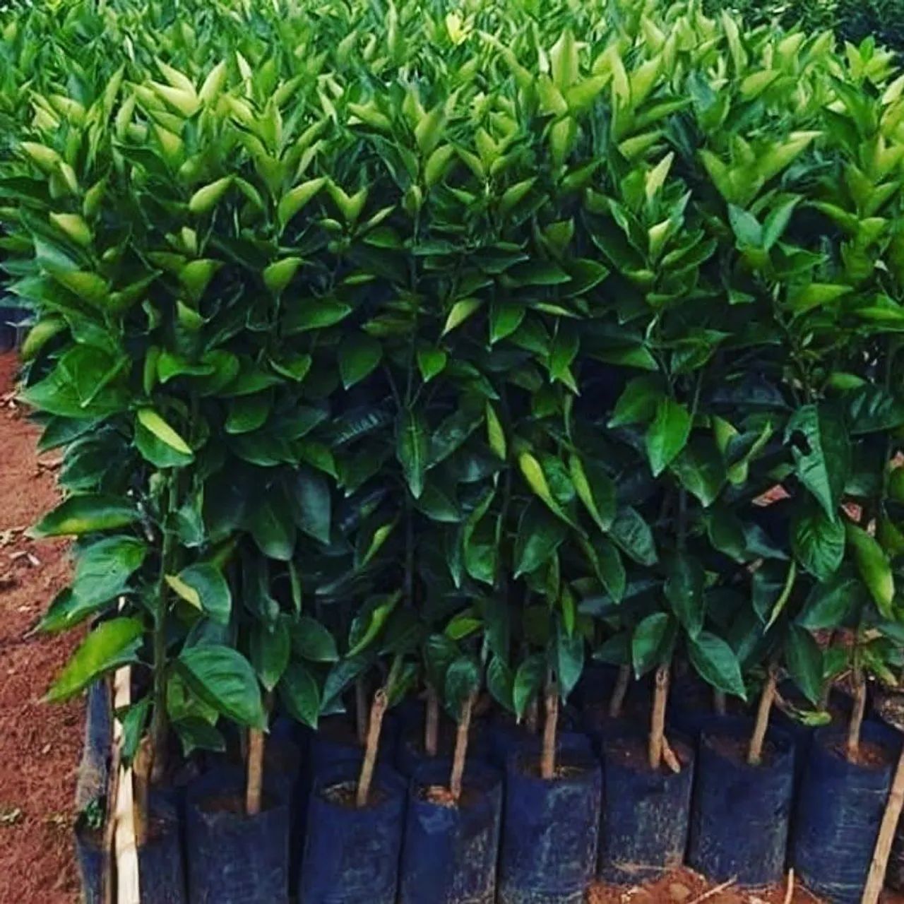 Mudas frutíferas 