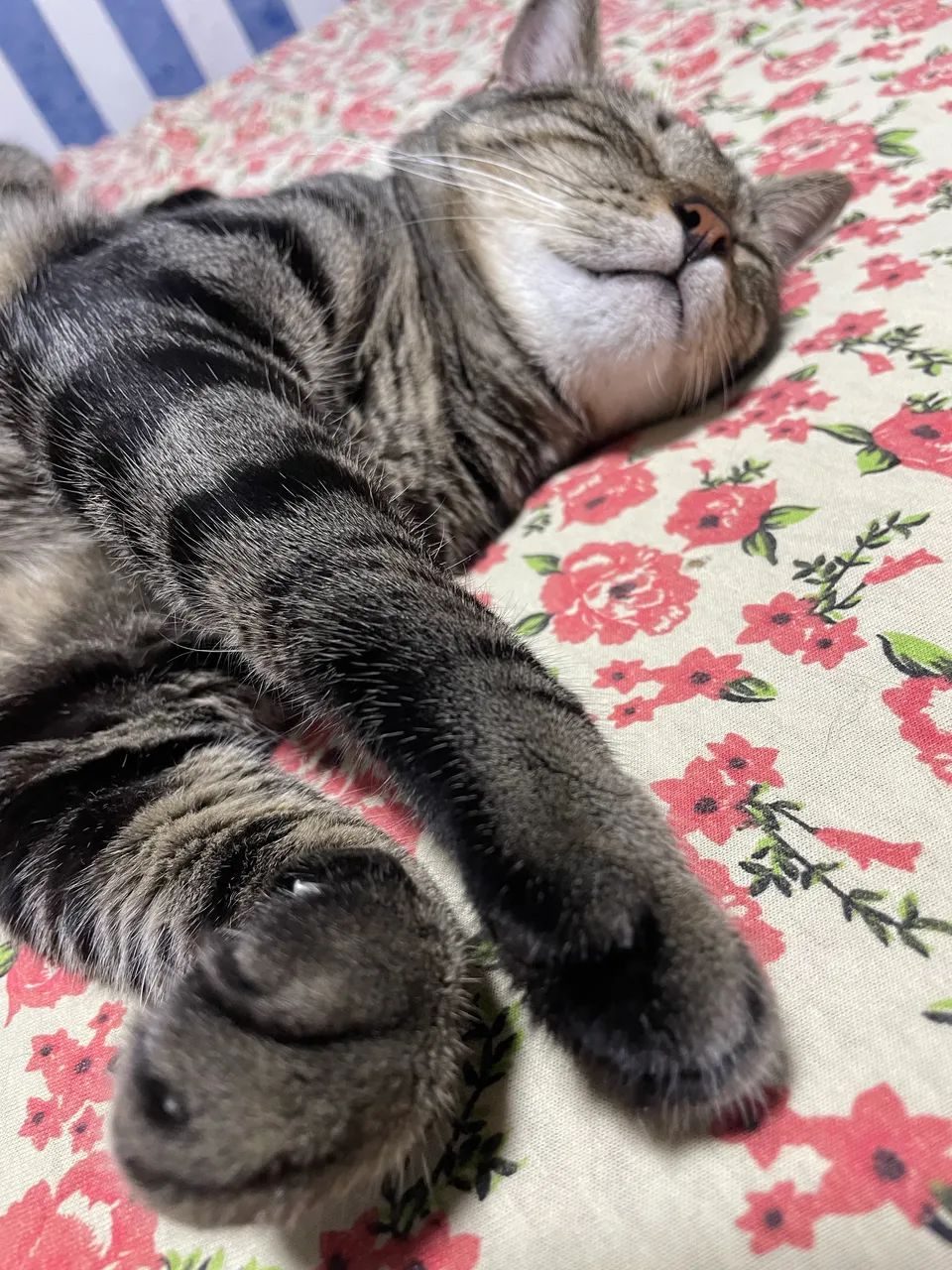 Adoção responsável - Foto 4