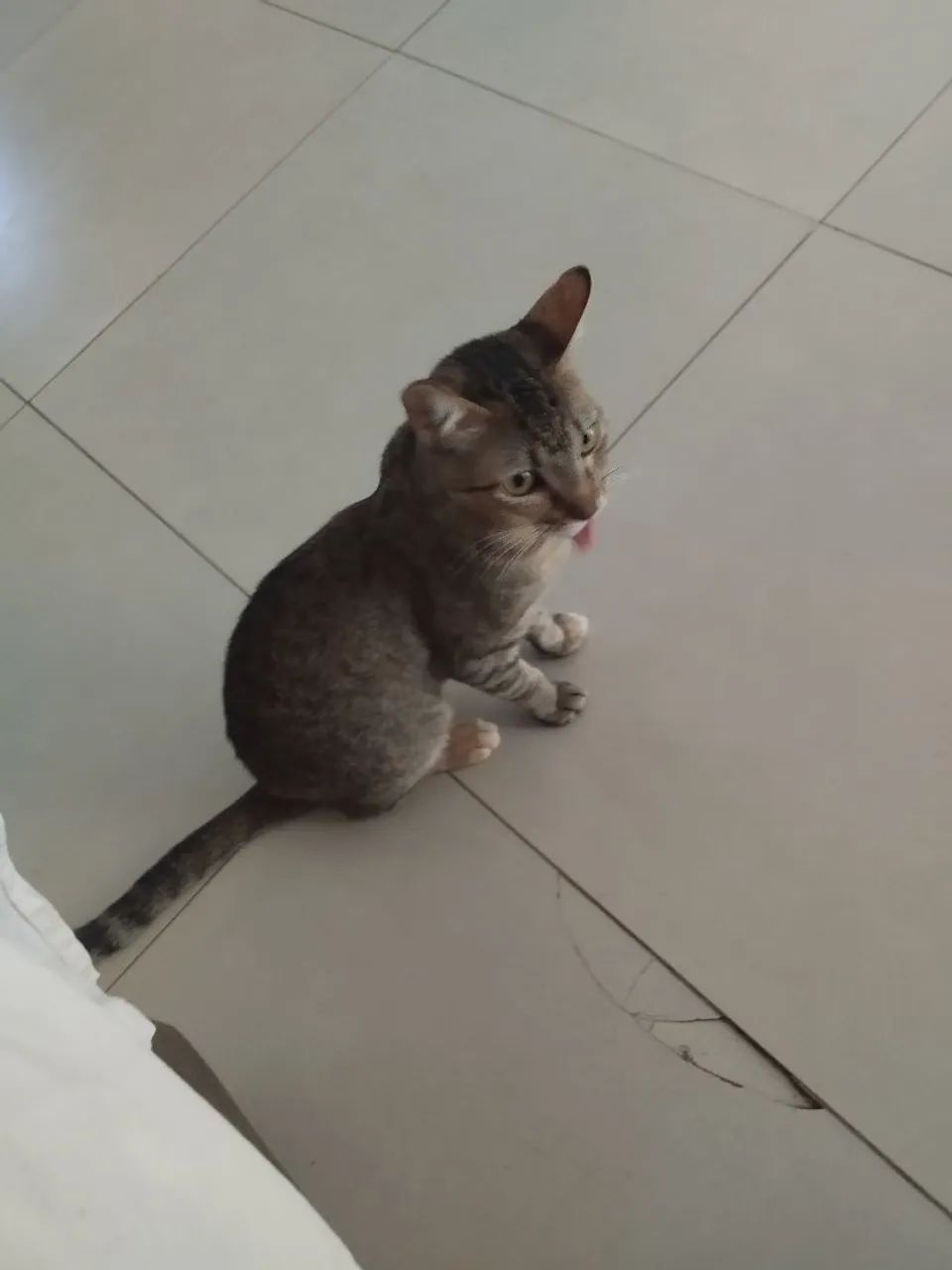 Doa-se gata castrada  - Foto 2