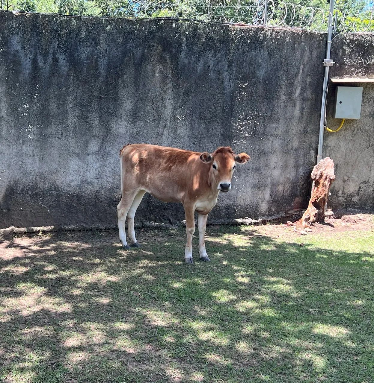 Mini vacas Jersey - Foto 2