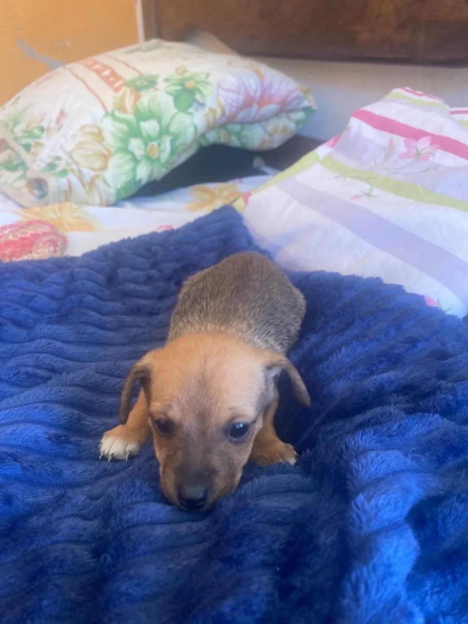 Cachorro  - Foto 2