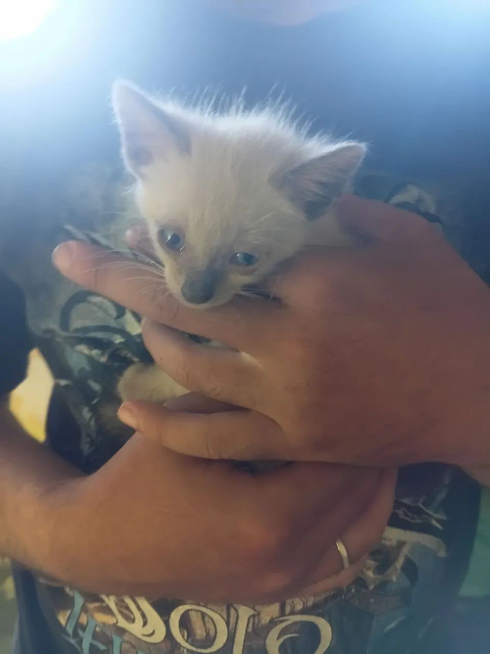 Gatinha de 1 mês e meio - Foto 5