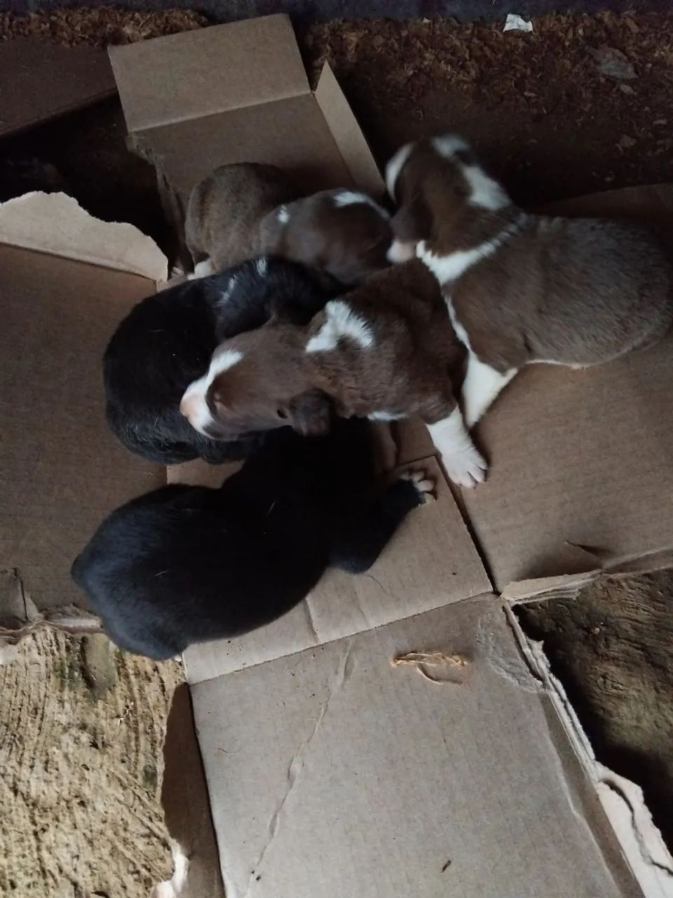 Cachorro 