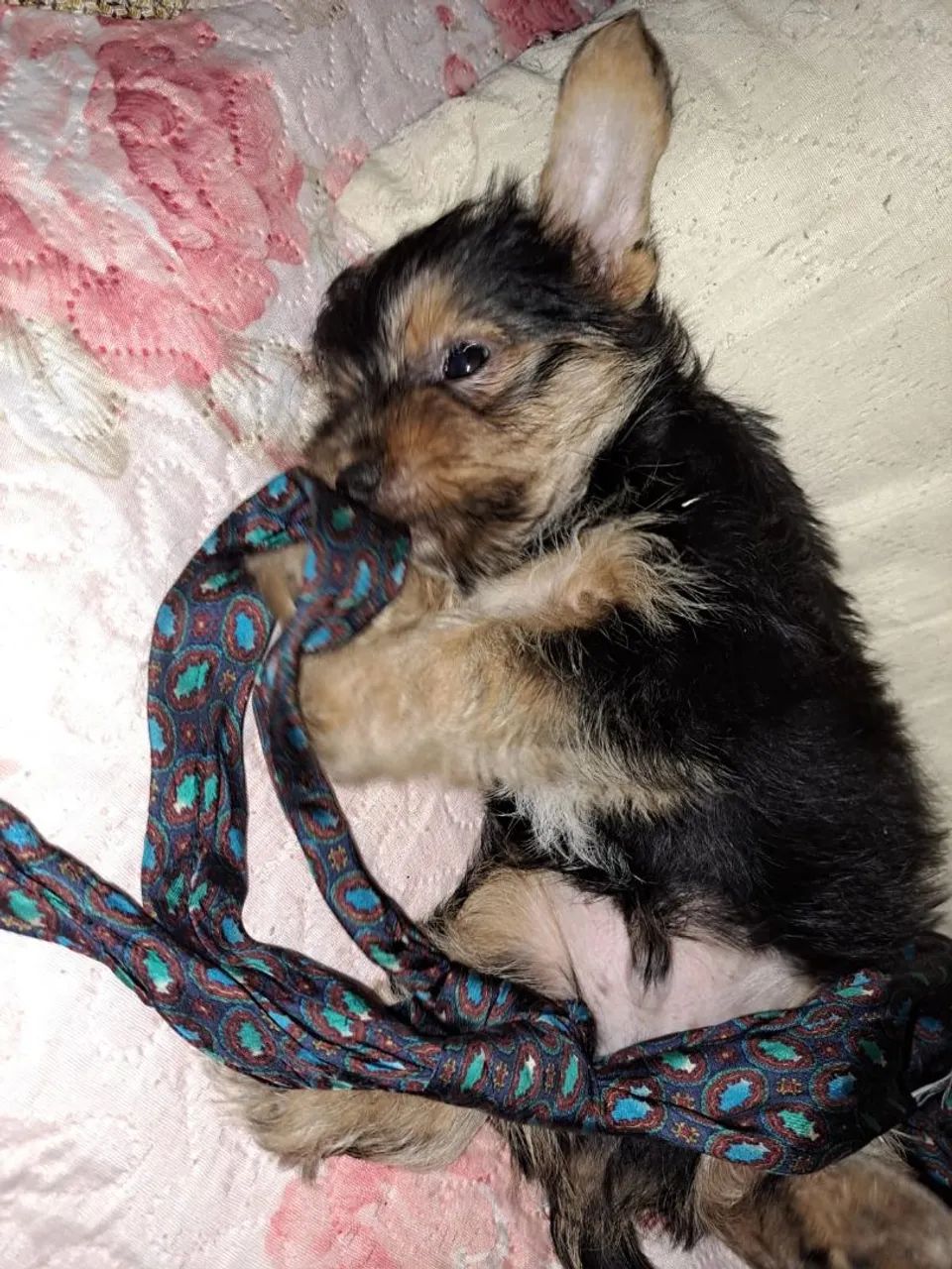 Filhote yorkshire  - Foto 5