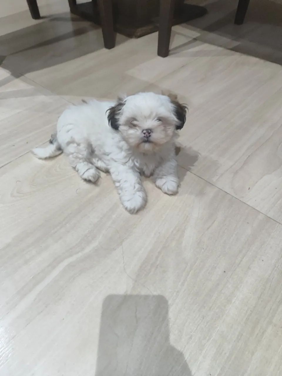 Lhasa Apso