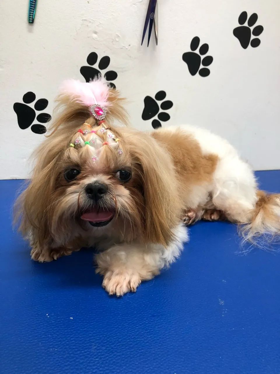 Venda PetShop - Área Nobre (Banho e tosa) - Foto 2