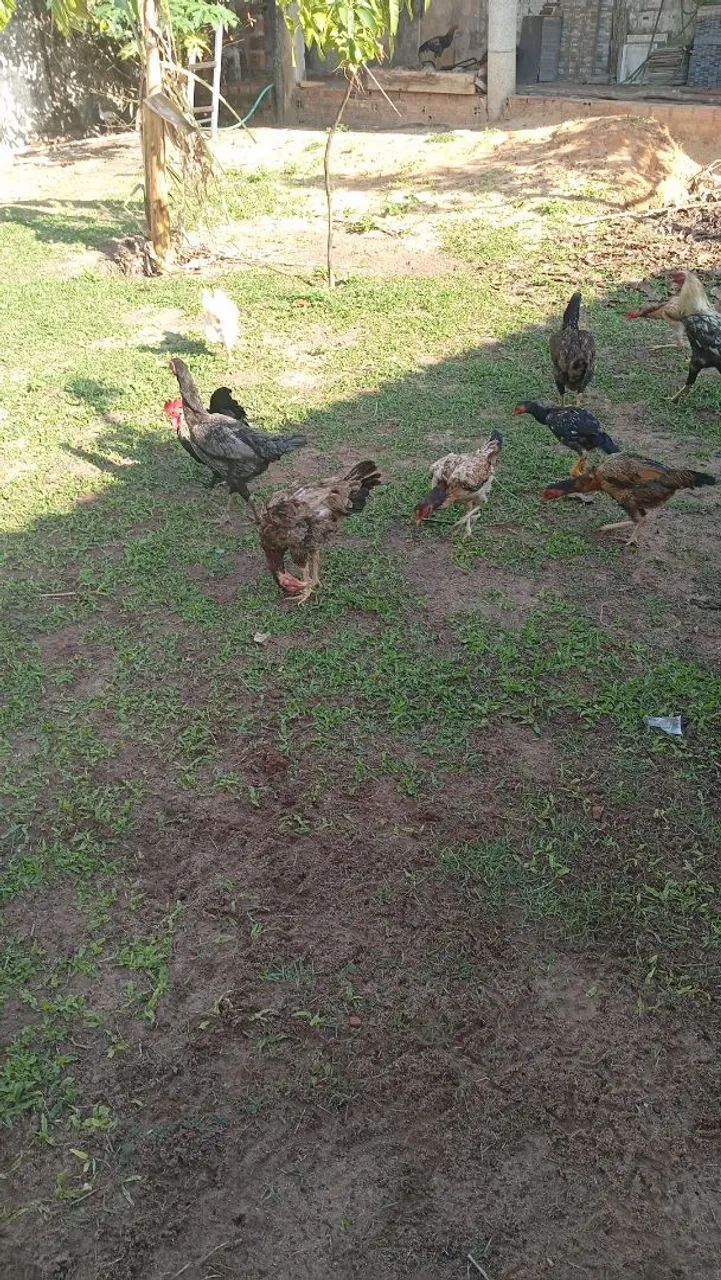 Galinha e galo pato  - Foto 2