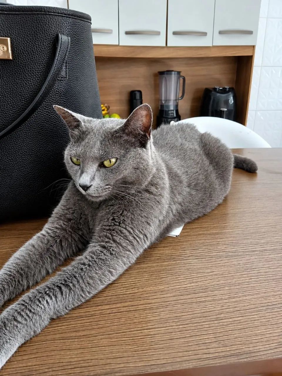 Gata castrada adocao - Foto 2