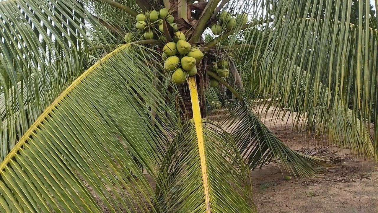 CHÁCARA MARAVILHOSA!!! - Foto 3