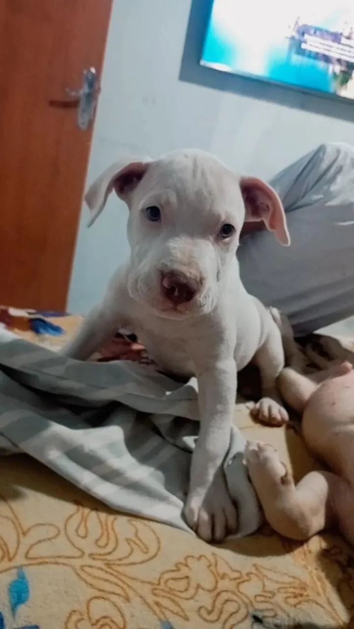 Vendo filhotes 
