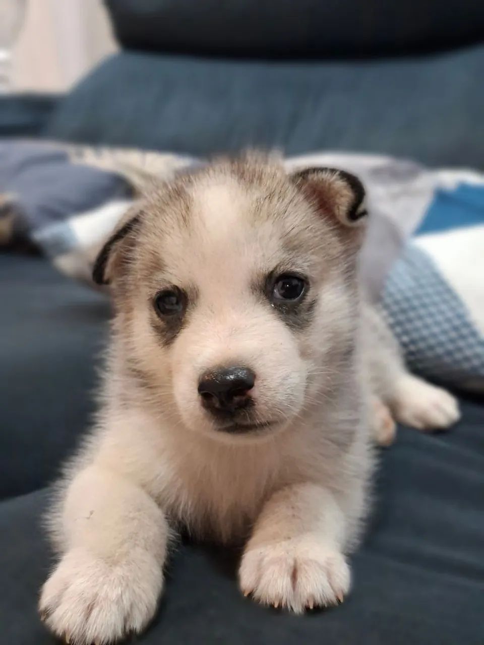 Husky siberiano  - Foto 4