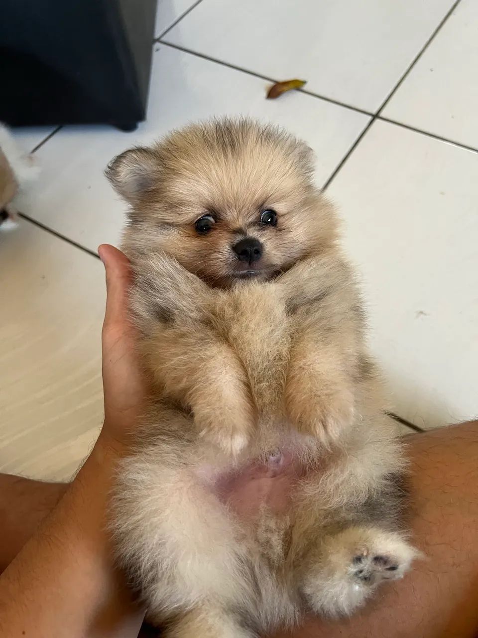 Cachorro - Foto 2