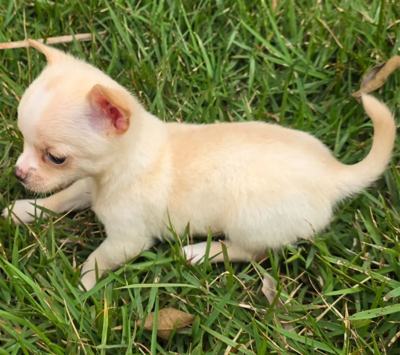 Chihuahua  - Foto 5