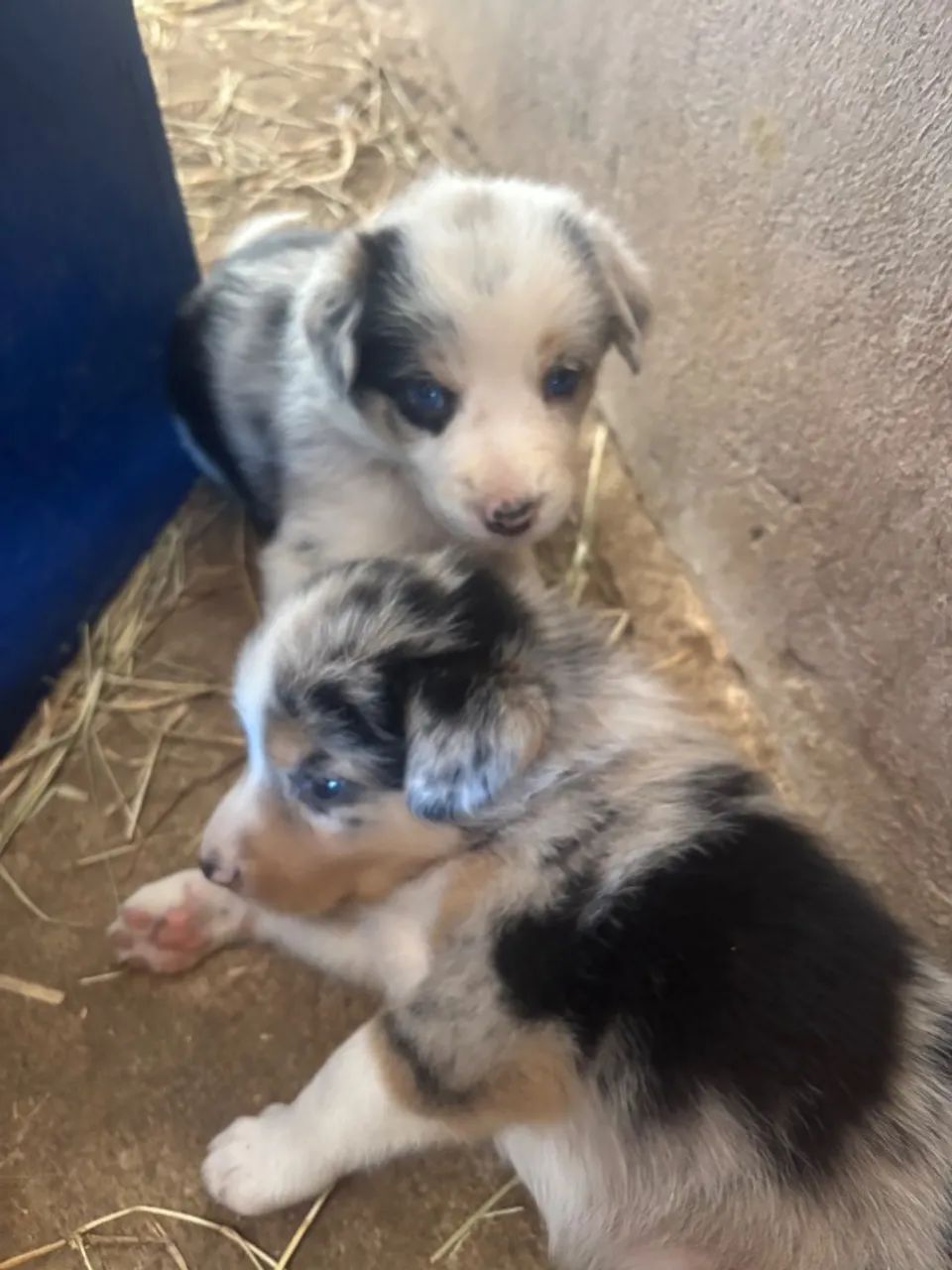 Cães  - Foto 3