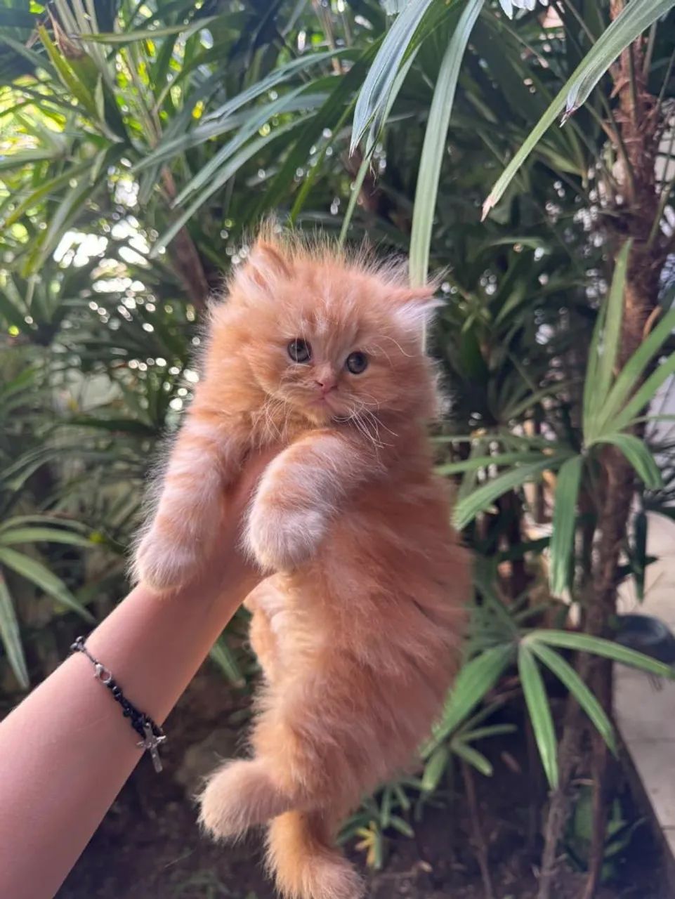 Gatos Persas  - Foto 2