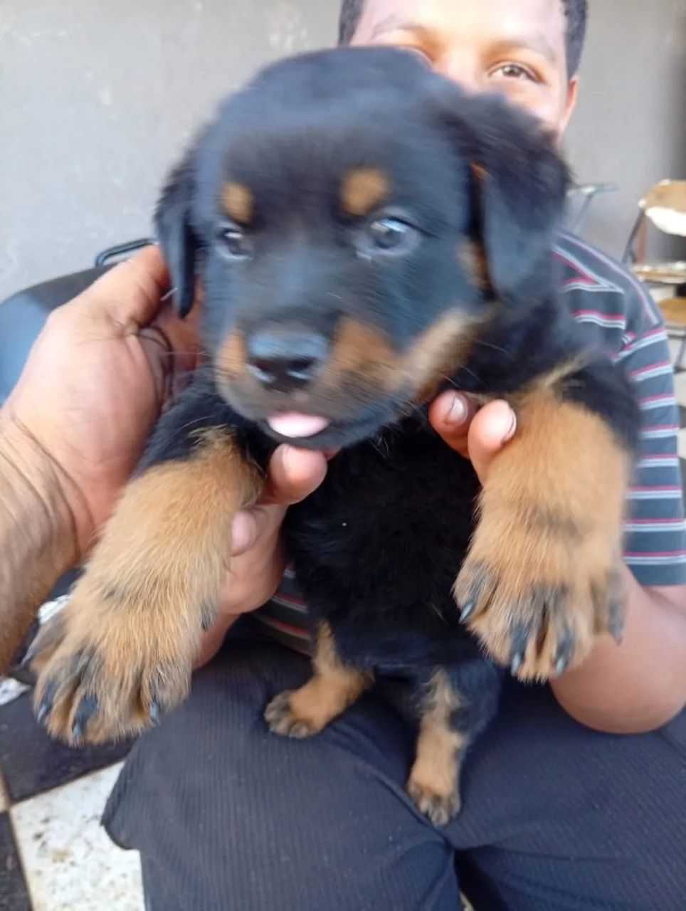 Filhote Rottweiler 45 dias  - Foto 3