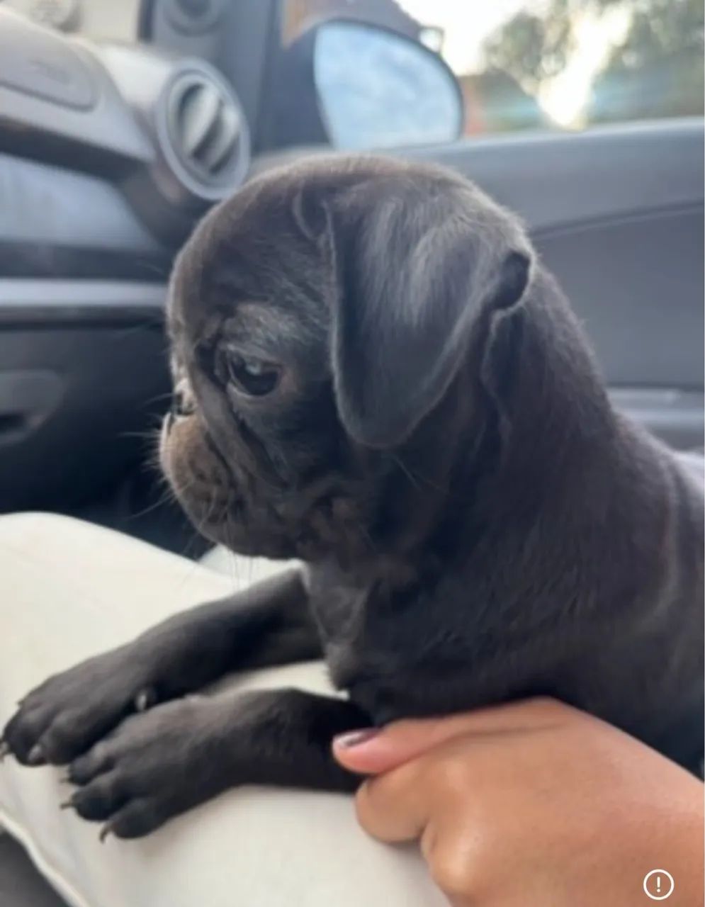 Pug Macho preto  - Foto 2