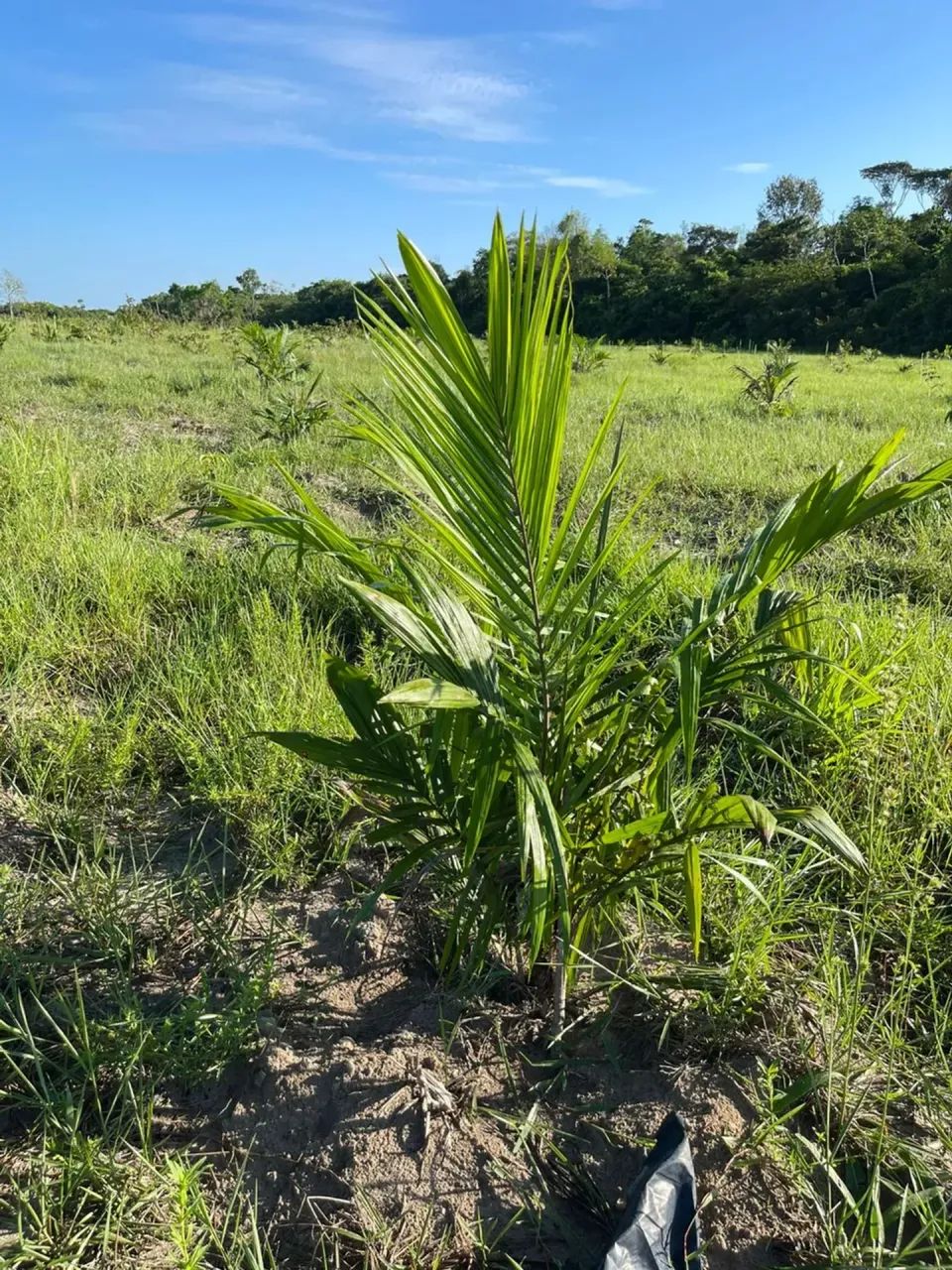 FAZENDA DENDÊ - Foto 4