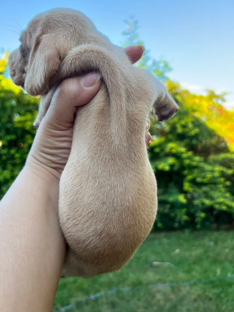 Dachshund - Foto 5