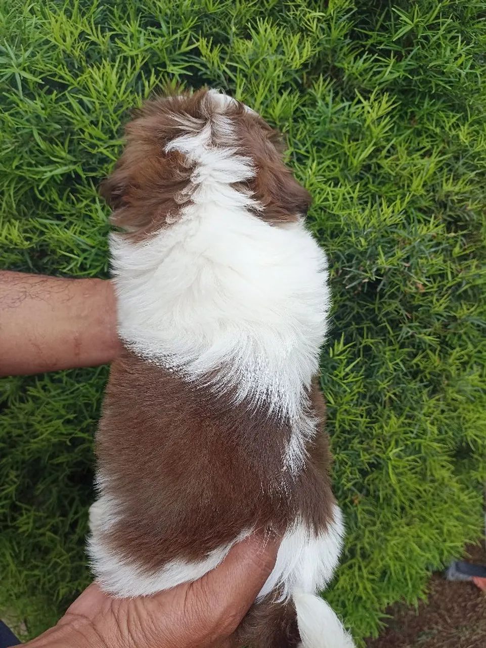Shih tzu  - Foto 4