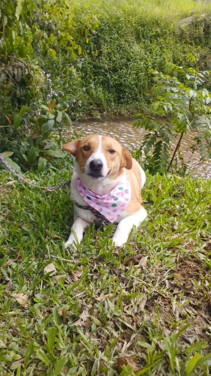 Pietra Adoção Responsável  - Foto 3