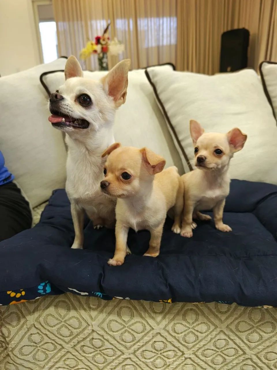 chihuahua alto padrão 