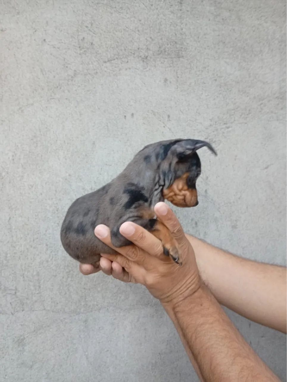 Pinscher macho 