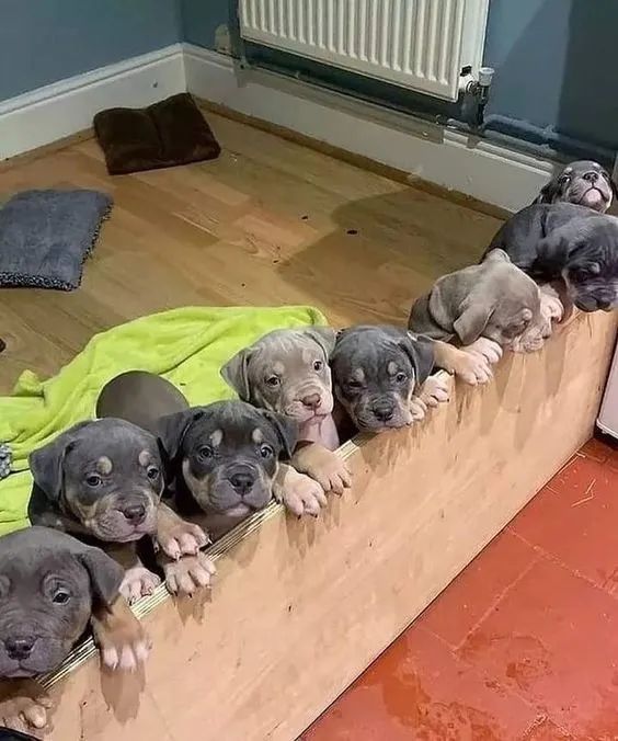 American Bully Machos e Femeas