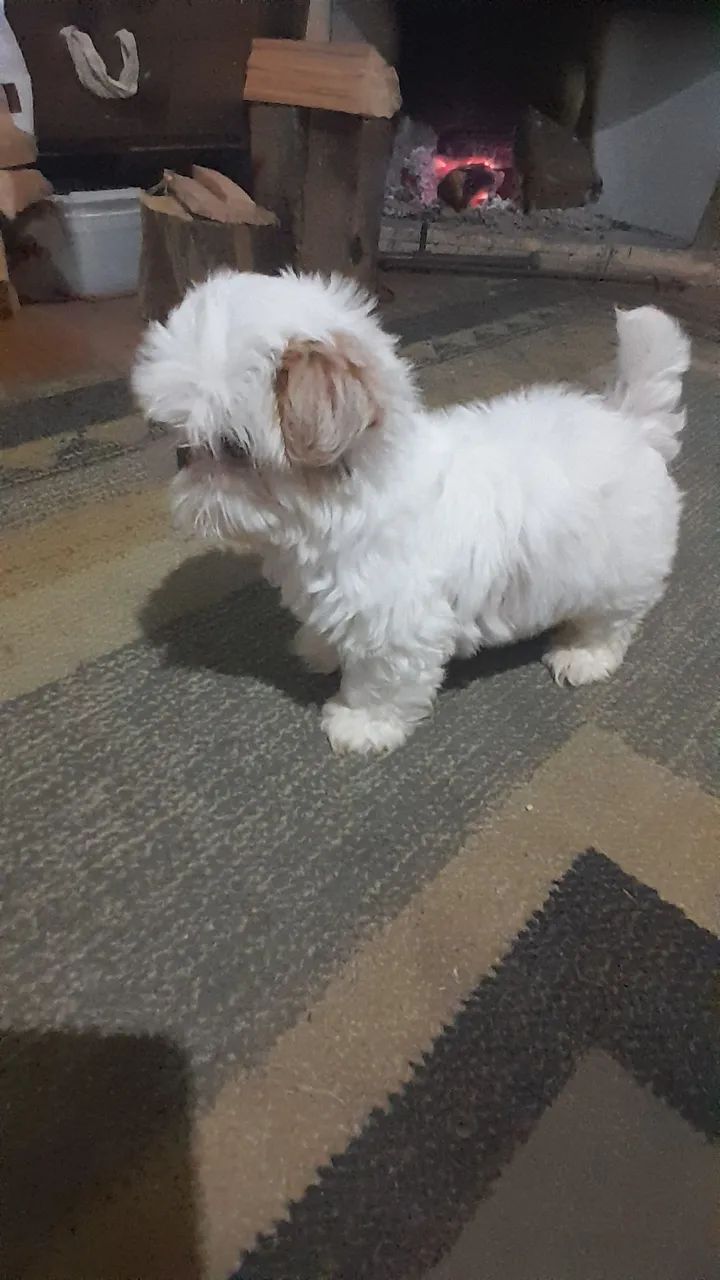 Shihtzu 