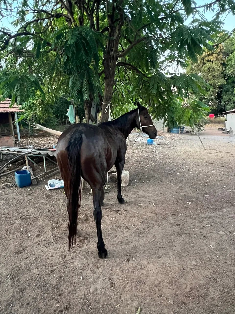 Vendo Égua Quarto de milha   - Foto 5