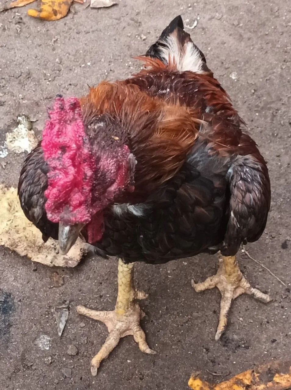 Galos, frangos e frangas.  - Foto 4