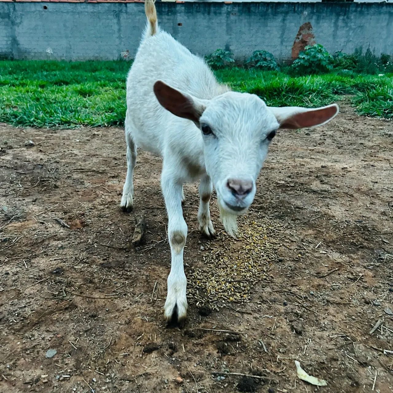 Cabra e cabrito - Foto 2