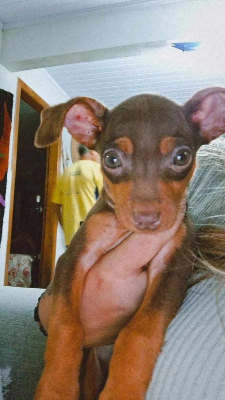Pinsher 0 - Foto 4