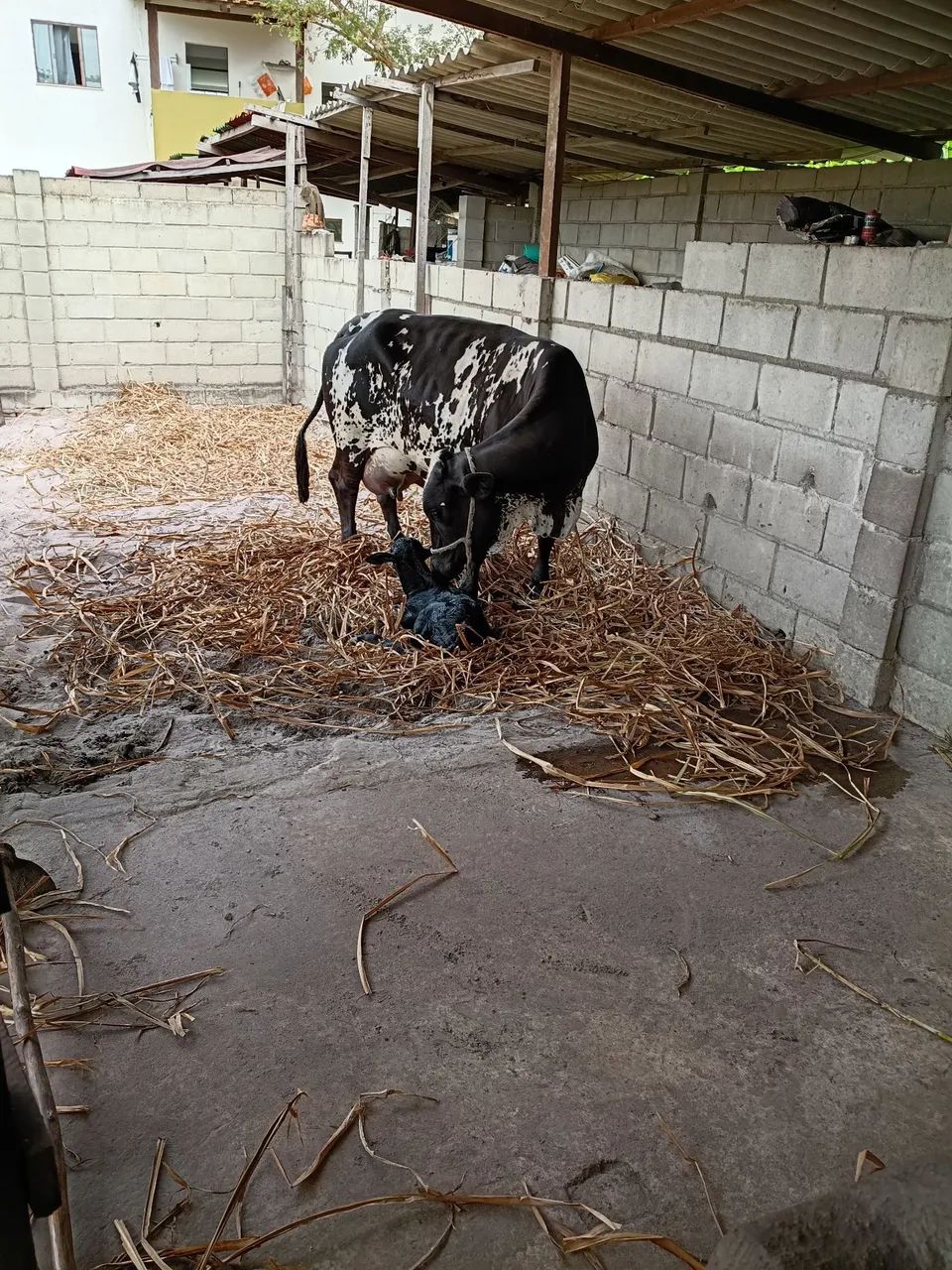Mini Vacas de Leite - Foto 4