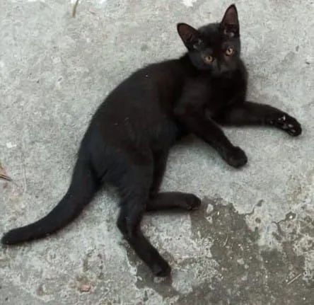 Gatinhos para doação - Timbó, Maracanaú  - Foto 5
