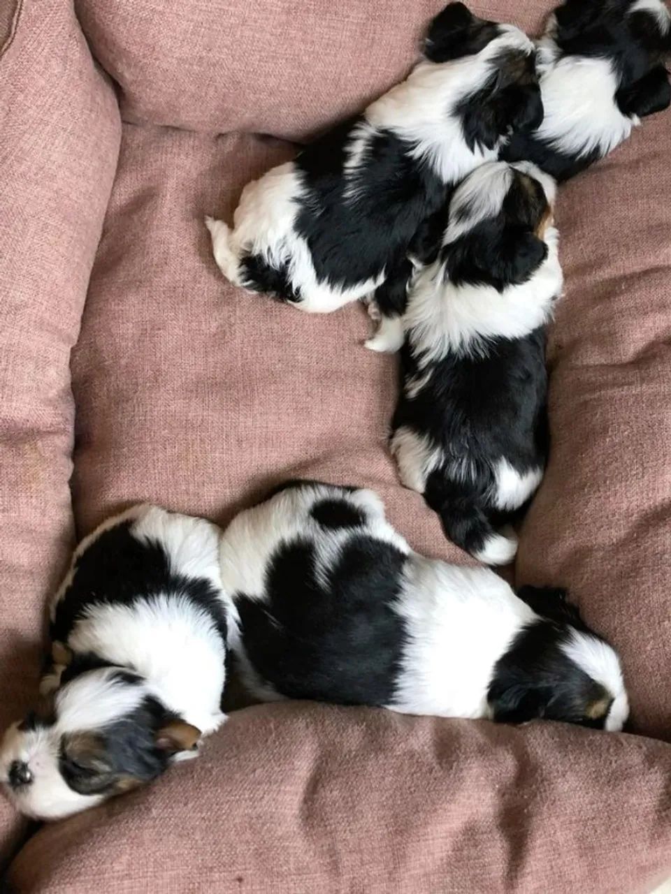 biewer  ideal para quem ama pets - Foto 3