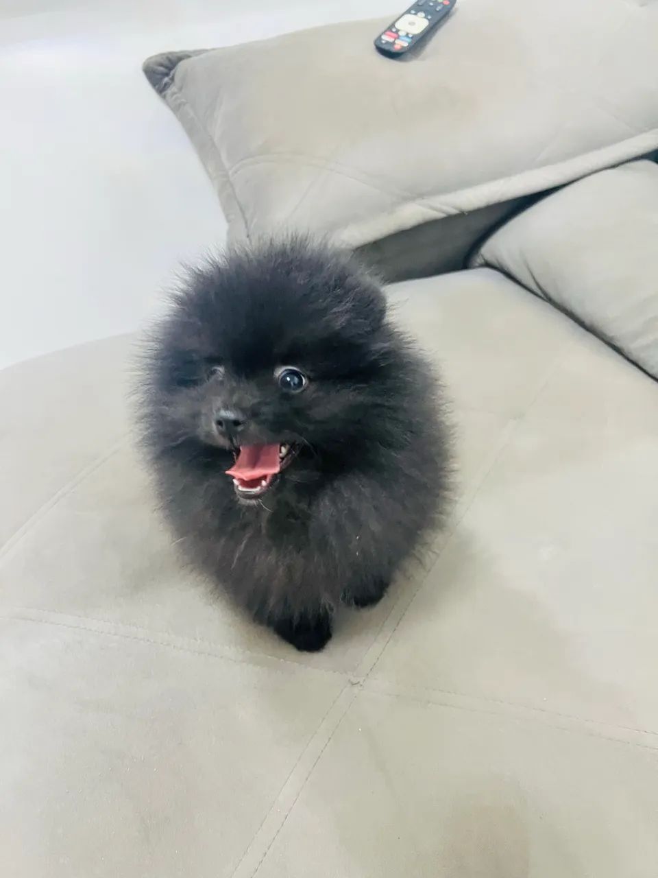 Cachorro 