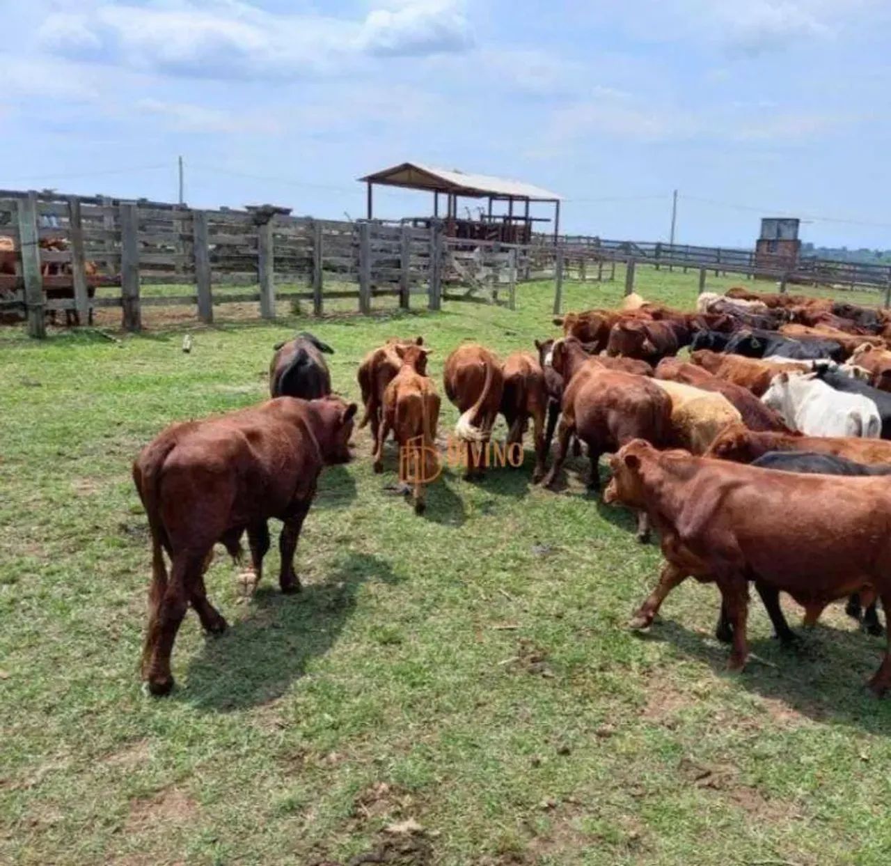 Excelente Sítio à Venda em Itapetininga  SP - Foto 2