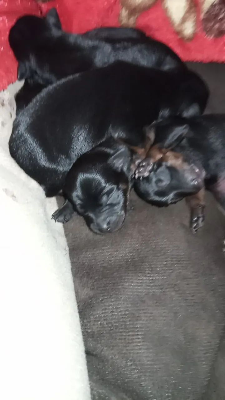 FILHOTES PINSCHER  - Foto 2