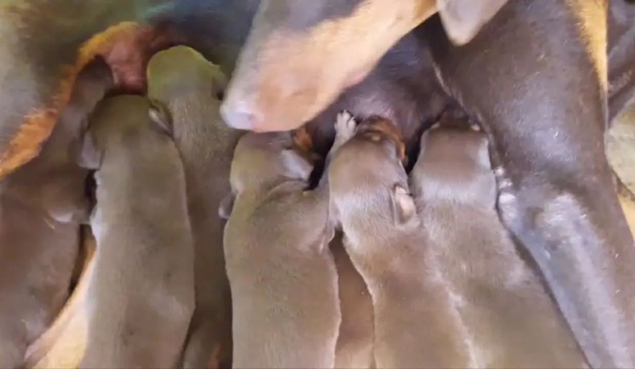 Filhotes de Dobermann  - Foto 4