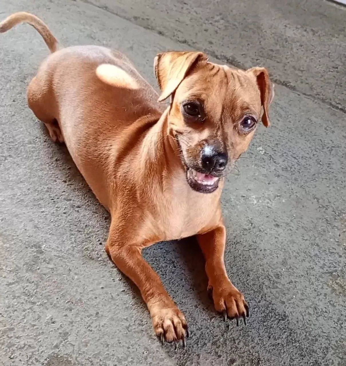 Cachorrinha no cio  - Foto 2