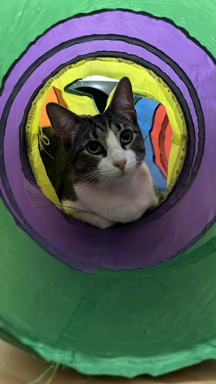 Gato - Foto 5