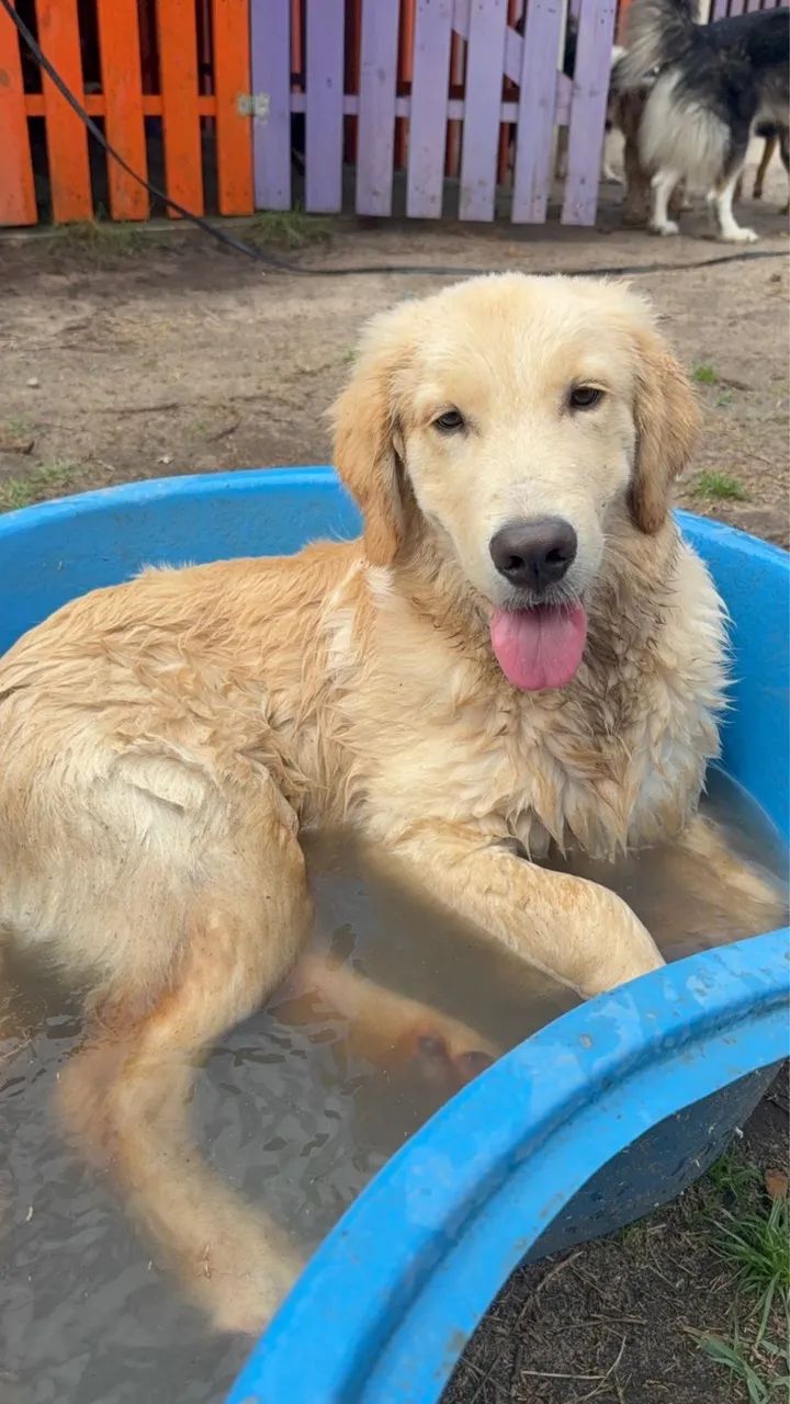 Golden retriever 