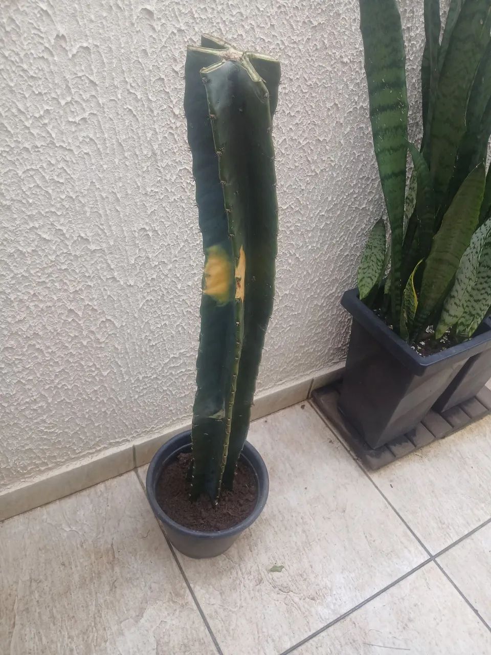 Cacto