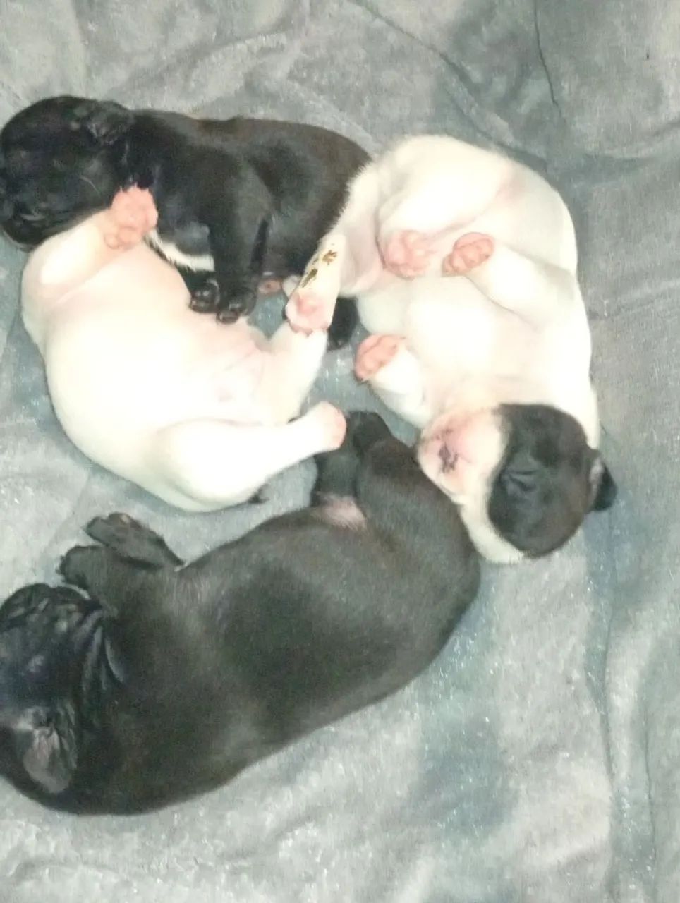 Bulldog francês  - Foto 3