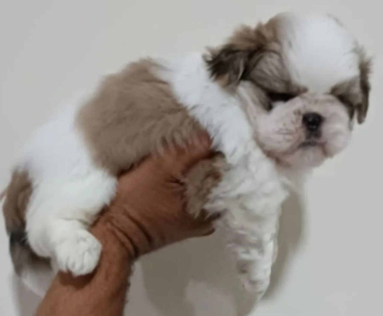 Shih Tzu  - Foto 3