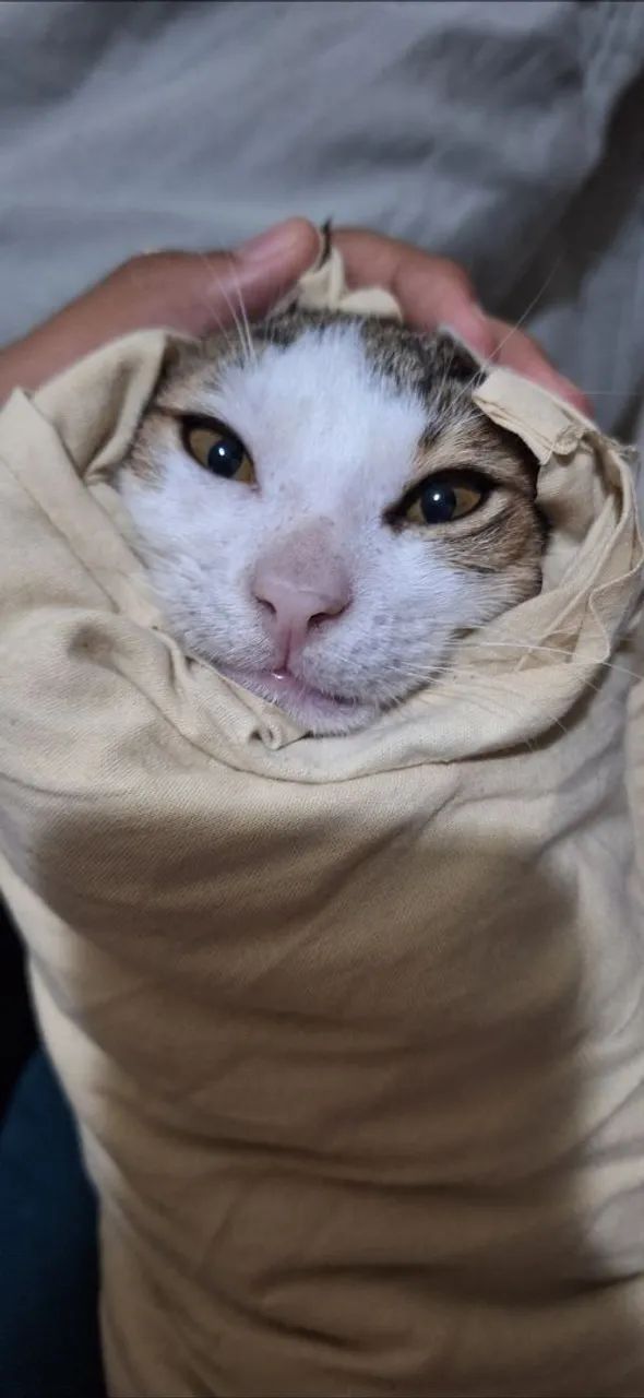 Doação de gato - Foto 2